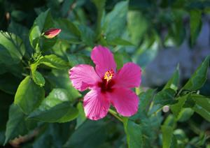 東横INN日本橋馬喰町：コスパ抜群のビジネスホテルで快適な滞在を実現